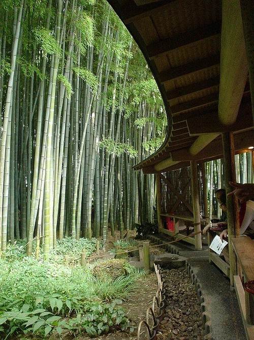 bambus garten im hause wachsen lassen bambus wald
