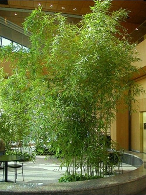 bambus garten im hause wachsen lassen innengarten einrichten