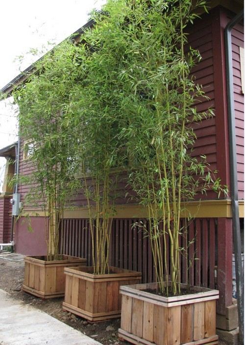 bambus garten selber machen wachsen lassen pflanzenkübel holz