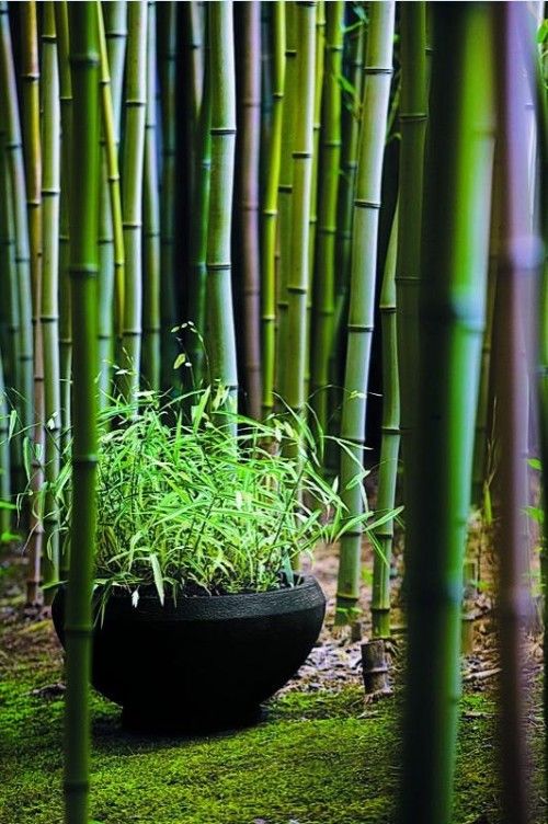 bambus garten selber machen wachsen lassen topf schwarz