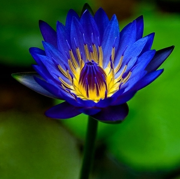exotische Seerose blau wunderschöne Farbkombination
