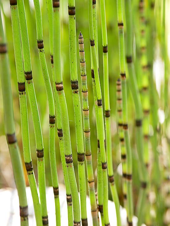 gartenteich anlegen tipps für wassergarten bambus optik