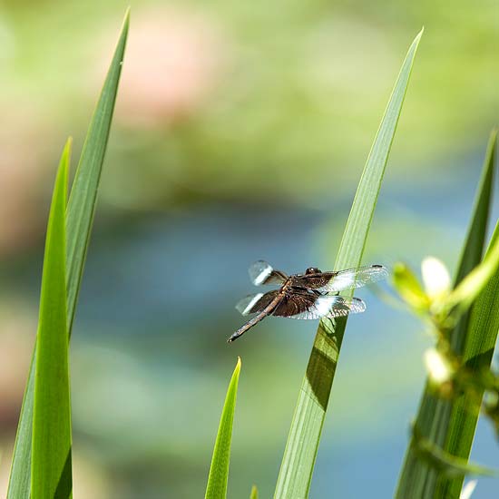gartenteich anlegen tipps für wassergarten libelle