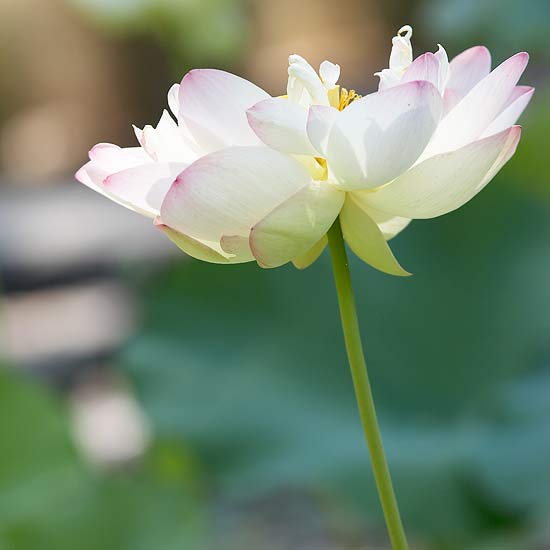 gartenteich neu anlegen tipps für wassergarten weiß lila