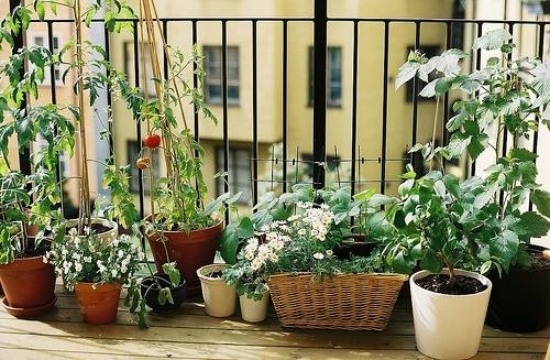 gemüse garten einrichten auf balkon blumentöpfe designs