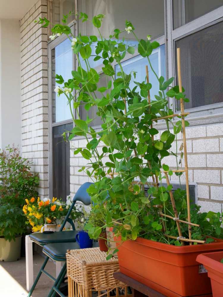 gemüse garten anlegen erbsen-balkon-pflanzen-spalier