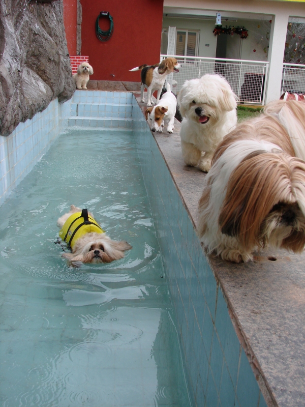 Hotel für Hunde verwöhnen Sie Ihren Hund in einer Tierpension