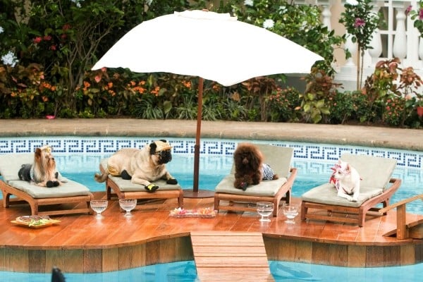 hotel hunde tierpension als trend am pool entspannen