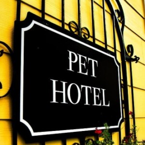 hotel-für-hunde-tierpension-als-trend-pet-hotel