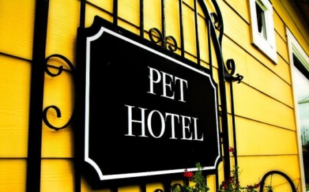 hotel-für-hunde-tierpension-als-trend-pet-hotel