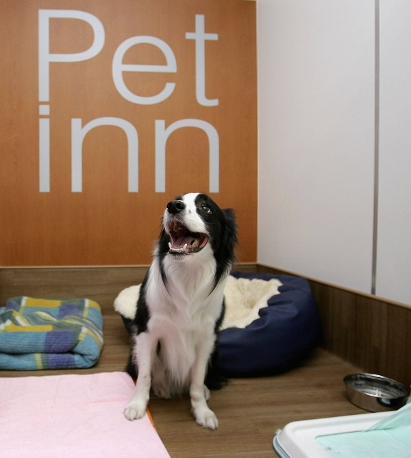 hotel hunde tierpension als trend pet inn hotel