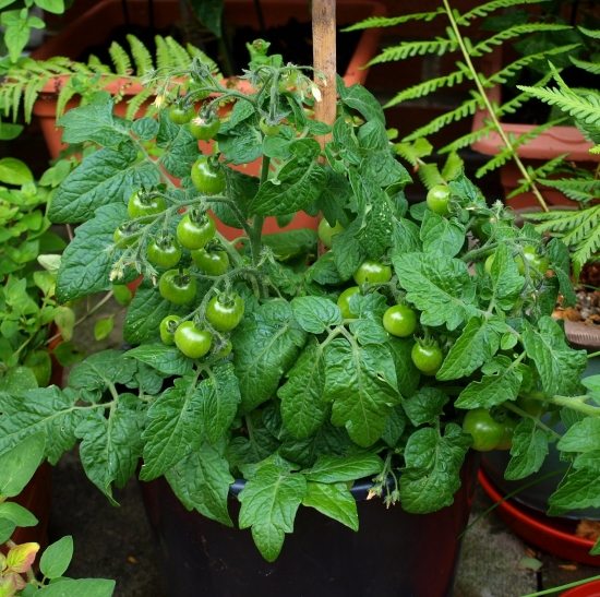 ideen balkonpflanzen auf der terrasse grüne tomaten