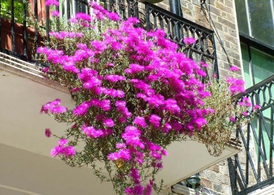 ideen mit balkonpflanzen auf der terrasse lila pflanzen