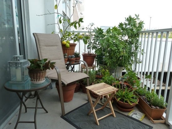 ideen mit balkonpflanzen auf der terrasse zitrone deko