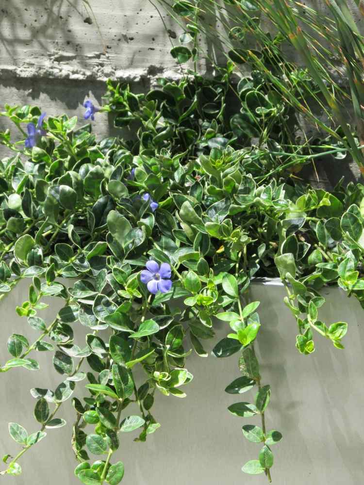 ideen mit balkonpflanzen vinca blau haengepflanze blaetter attraktiv