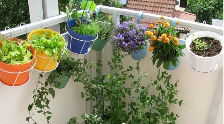 Kräuter Garten balkon-blumentoepfe-bunt-pflanzen-frisch
