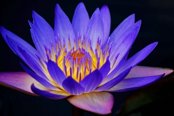 lila blaue exotische Seerose Garten anlegen