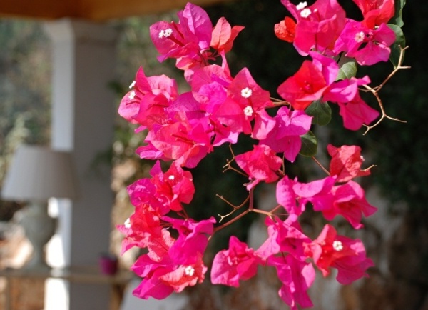 mediterraner Garten Blumen rosa Blüten