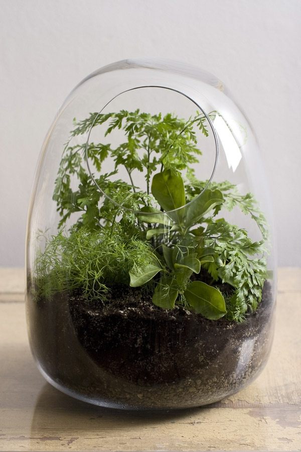 moderne Terrarium Ideen Pflanzen grüne Vegetation