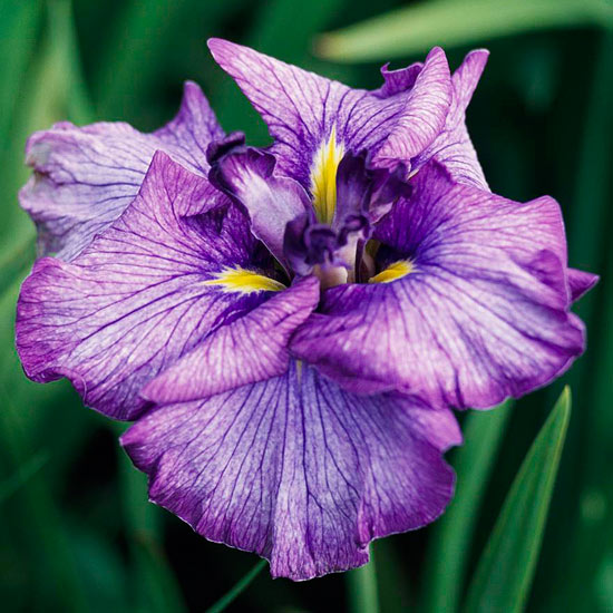 pflanzen wassergarten blumen zum einpflanzen japanische iris