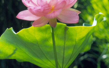 pflanzen-für-wassergarten-blumen-zum-einpflanzen-lotus