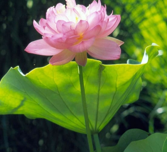 pflanzen-für-wassergarten-blumen-zum-einpflanzen-lotus