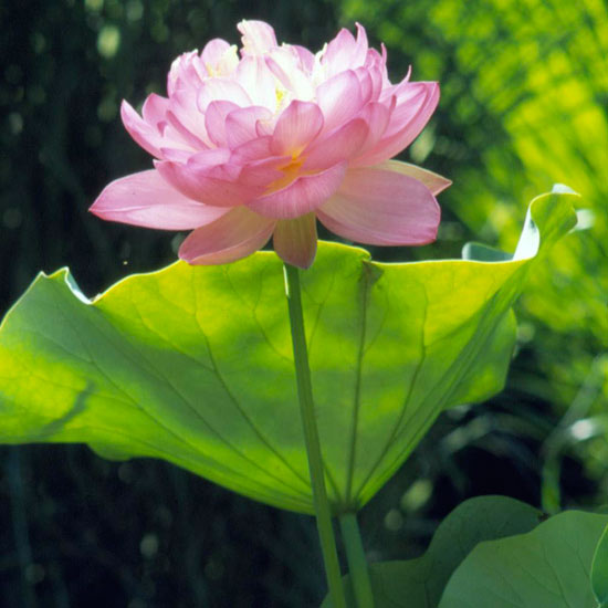 pflanzen wassergarten blumen zum einpflanzen lotus