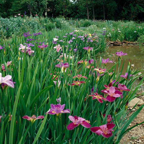 pflanzen wassergarten blumen zum einpflanzen louisiana iris