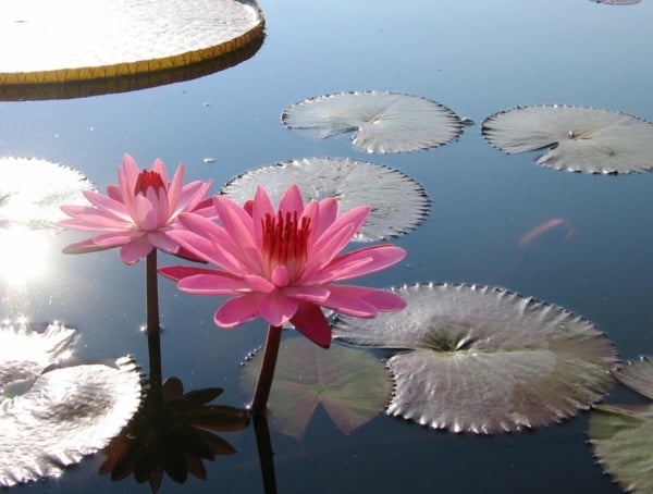 rosa Seerose Garten Teich anlegen Tipps Wasserpflanzen