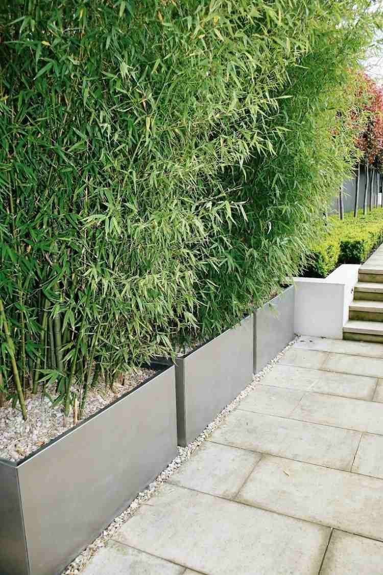 sichtschutz-balkon-bambuspflanzen-pflanzkuebel-baume-gross-dekorativ-betonfliesen