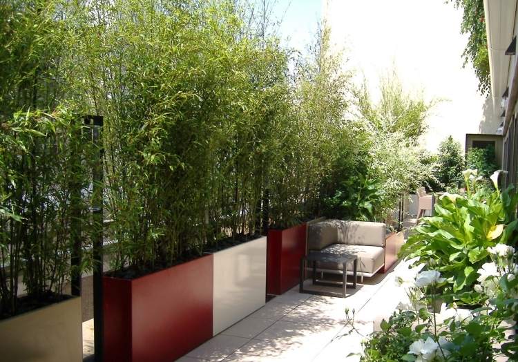 sichtschutz-balkon-bambuspflanzen-pflanzkuebel-gross-klare-farben-sitzmoebel