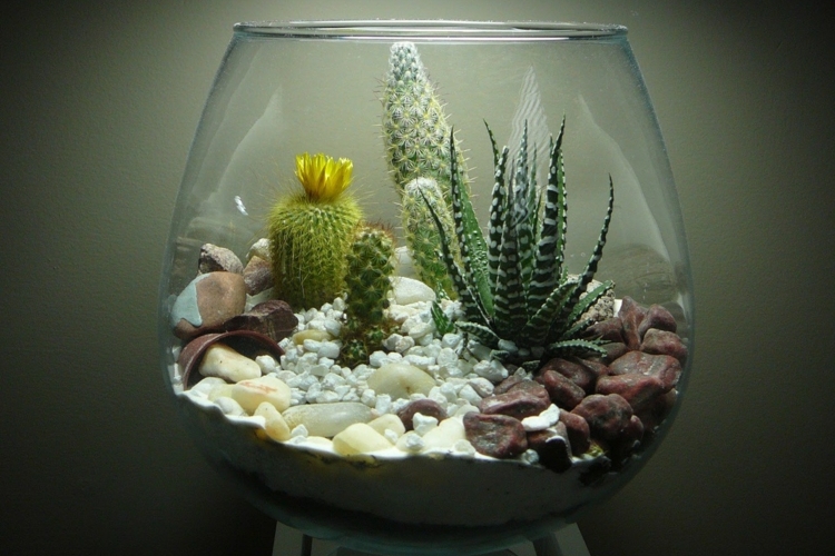 terrarium bauanleitung terrarium idee kieselsteine kakteen aloe