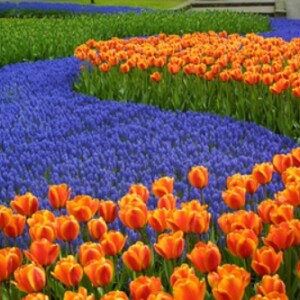 urlaubsdestinationen-im-frühling-in-holland-tulpen-orange