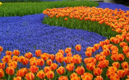 urlaubsdestinationen-im-frühling-in-holland-tulpen-orange