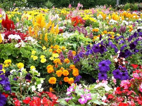 Blumen für den Garten-Gestaltung ideen