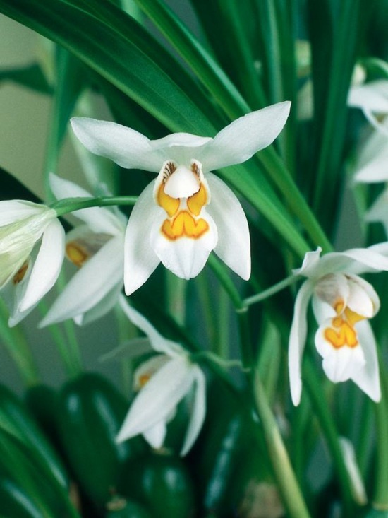 Coelogyne Orchidee schöne Blüten Bilder