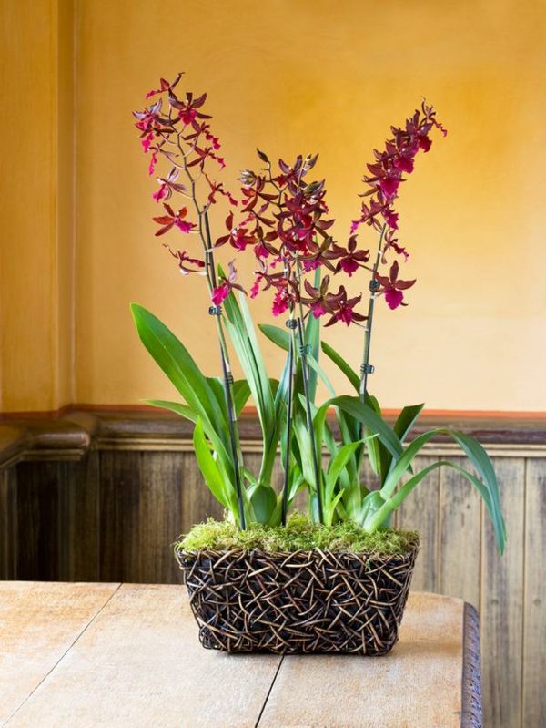 Colmanara Massai Orchidee rote Farbe Pflege 
