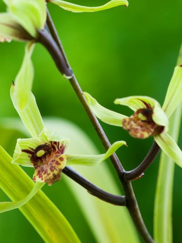 Cymbidium Kanran Orchideen Arten Pflanzen Blumen