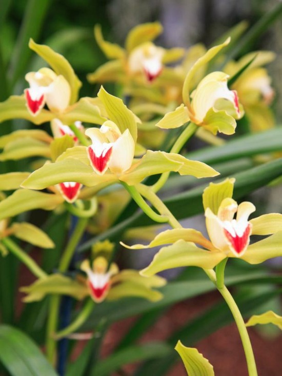 Cymbidium Orchidee Arten Züchten Tipps