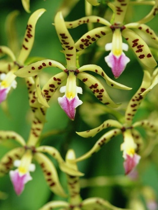 Epidendrum Orchidee Pflege Tipps