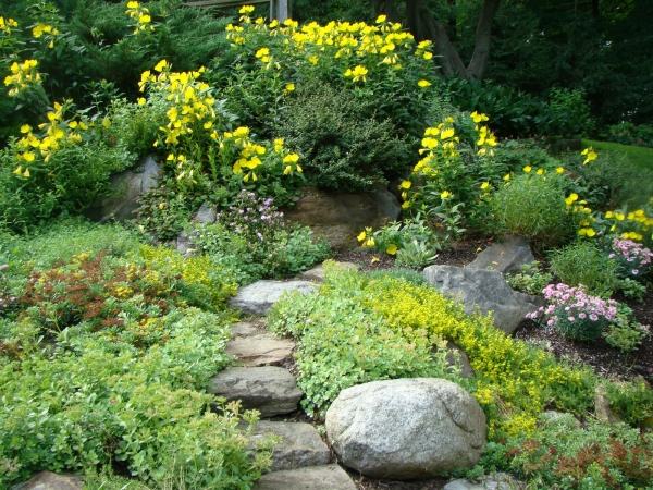 Gelbe Blüten Steine-Garten Gestalten PFlanzen