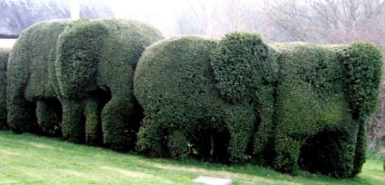 Hecke Form Elefant-Design Garten-Landschaft Design