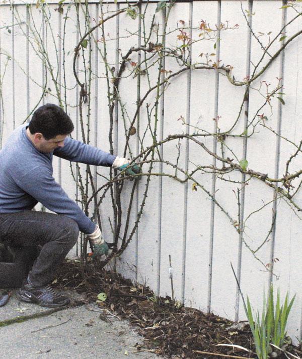 Kletterrosen-schneiden-gartenzaun-haupt-seitentriebe