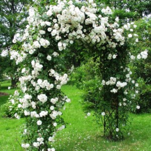 Kletterrosen-weiß-pflegen-pergola-garten