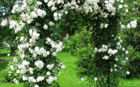 Kletterrosen-weiß-pflegen-pergola-garten