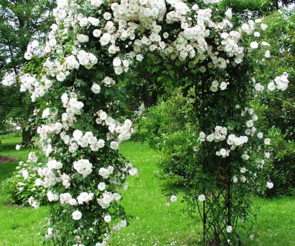 Kletterrosen-weiß-pflegen-pergola-garten