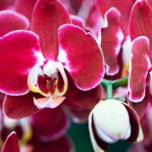 Miltopniopsis Orchidee rosa rote Farbe Blüten