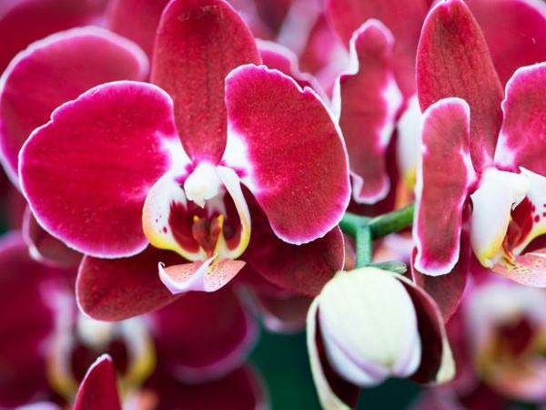 Miltopniopsis Orchidee rosa rote Farbe Zimmerpflanzen Blumen