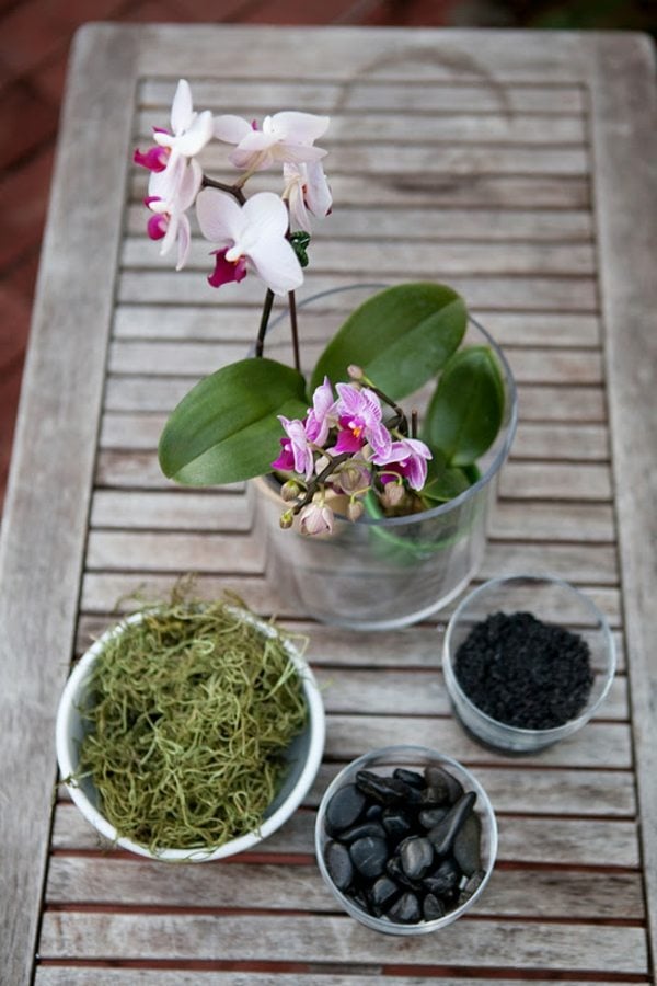 Orchidee Pflege Tipps bepflanzen Boden 