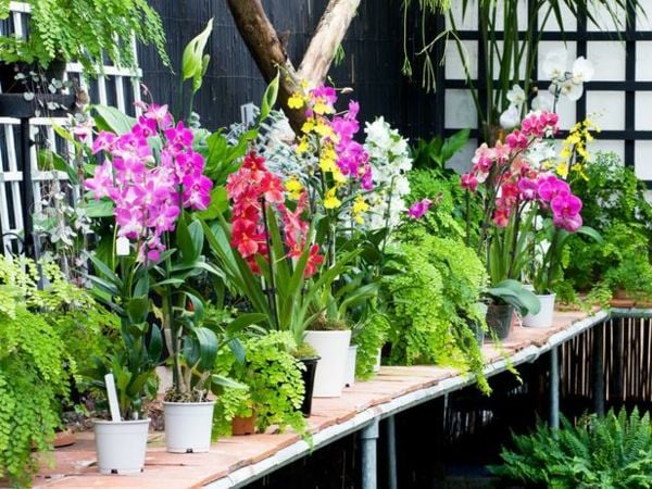 Orchidee Pflegetipps Farben Arten Zimmer Pflanzen